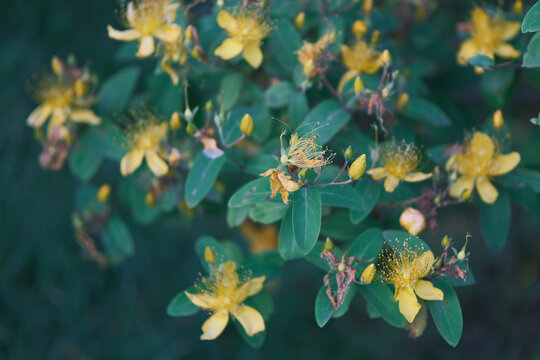 金丝桃花