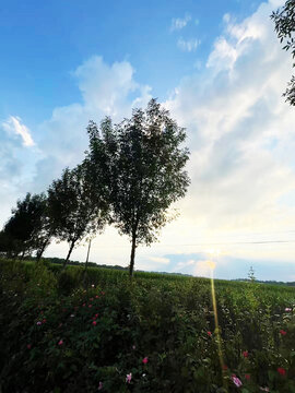 乡村