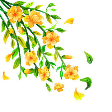 迎春花