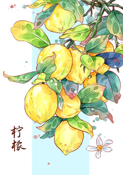 柠檬