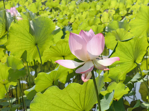 荷花在池塘盛开