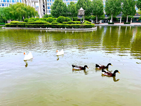 湖中鸭