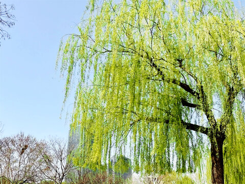 柳树