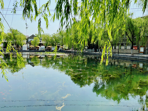 绿色水塘