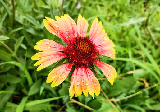 虎皮菊天人菊特写