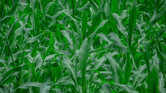 玉米地
