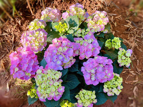 绣球花