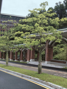 中山大学深圳校区