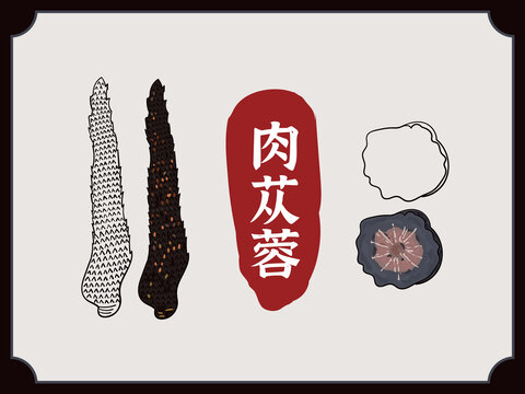 手绘肉苁蓉