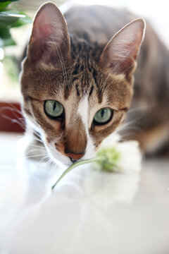 猫咪