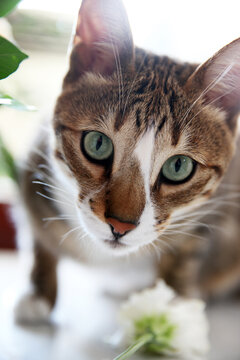 猫咪