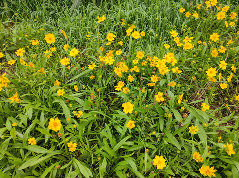 野菊花