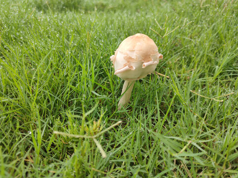 白蘑菇