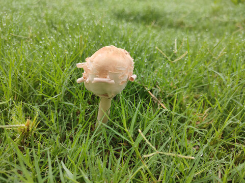 蘑菇