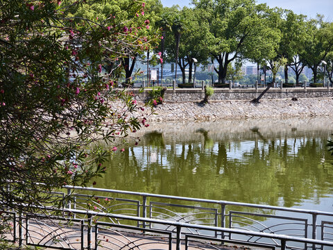湖边花草