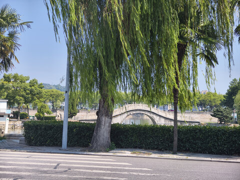 夏日柳树古桥