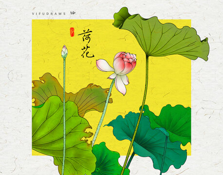 荷花插画