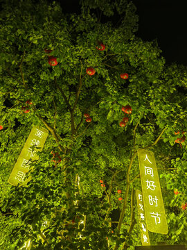 夜景大树