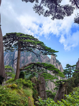 黄山迎客松