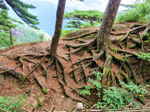 黄山古树根