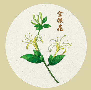 金银花