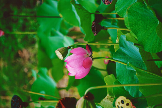 莲蓬荷花莲花绿色清新自然池塘
