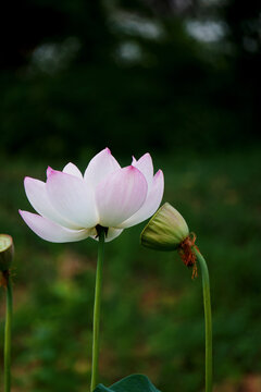 白色莲花花莲花绿色清新自然池塘