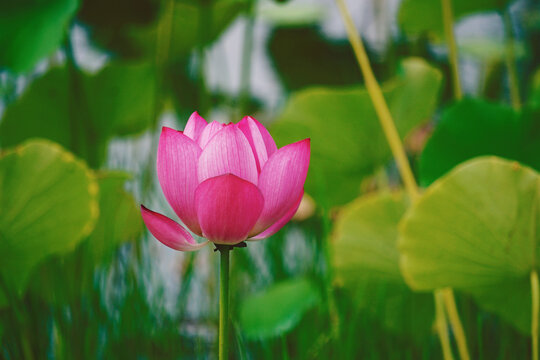 莲蓬荷花莲花绿色清新自然池塘