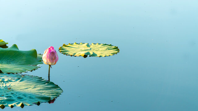 映日荷花