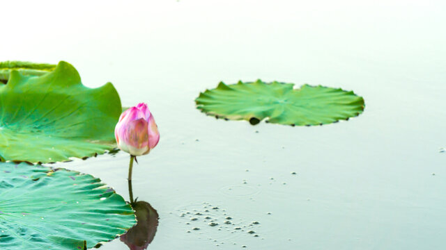 西湖咏荷