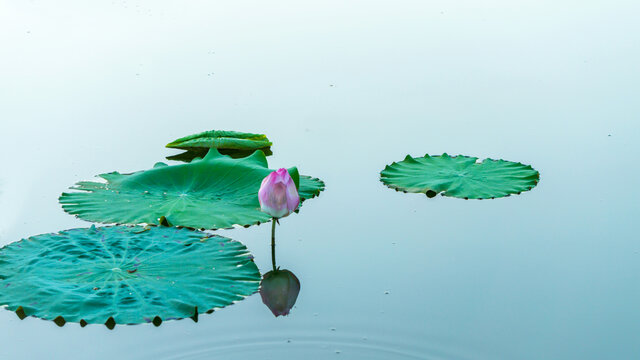 赏荷咏荷