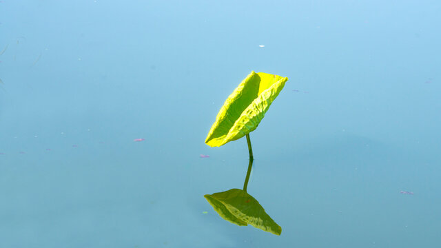 西湖咏荷