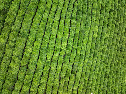 有机茶园