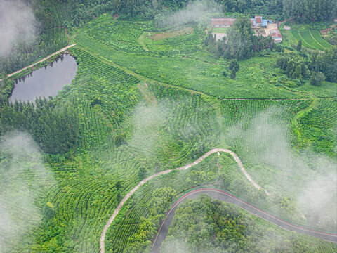 云雾茶山