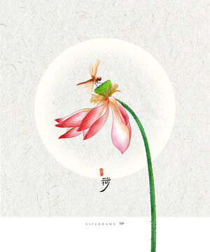 荷花插画