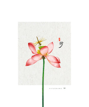 荷花插画