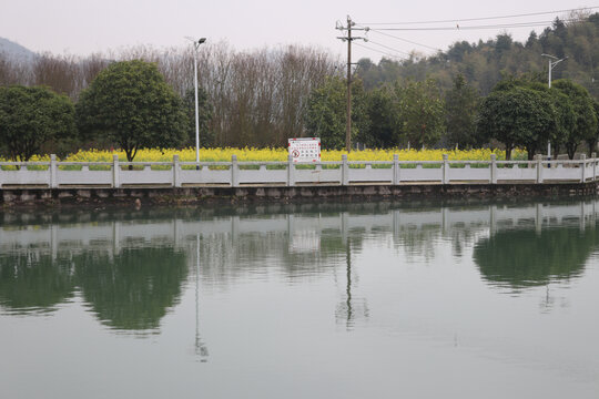 湖面油菜花