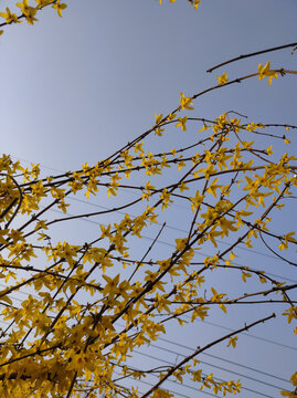 迎春花开