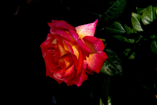 月季花