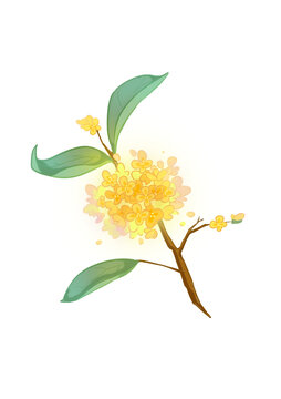 桂花元素
