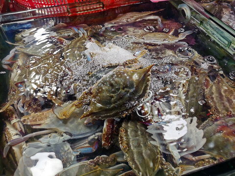 蟹