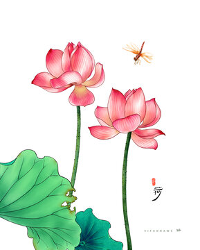 荷花插画
