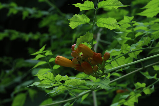 凌霄花