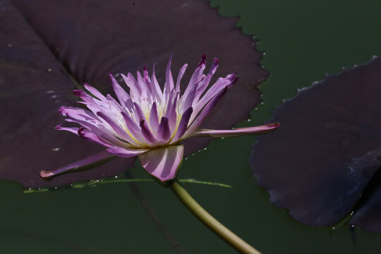 睡莲花