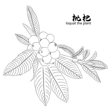 枇杷线稿