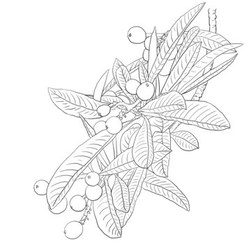 枇杷线稿