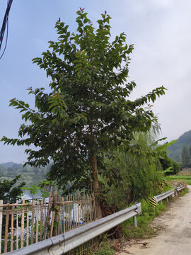 喜树