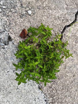 生命力顽强的小草
