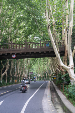 梧桐大道