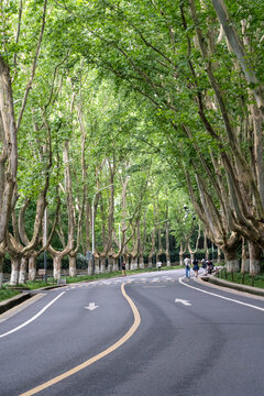 梧桐大道